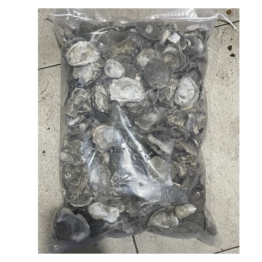 Kulit Kerang / Oyster Media Filter Kolam Aquarium Koi 2.5KG - gambar 1