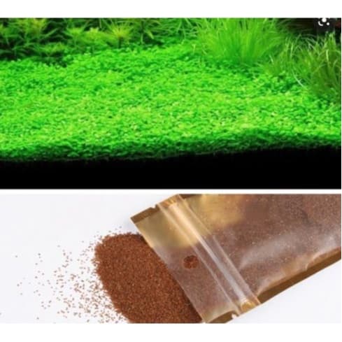 Karpet Seed / Carpet Seed / Aquarium / Benih Tanaman Aquacape - gambar 1