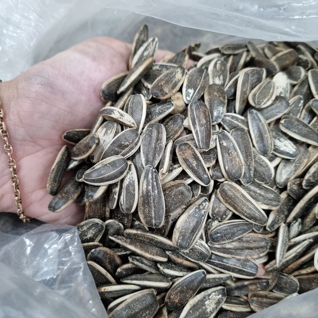 Kuaci Biji Bunga Matahari Makanan Hamster Burung Marmut 100g — gambar 1