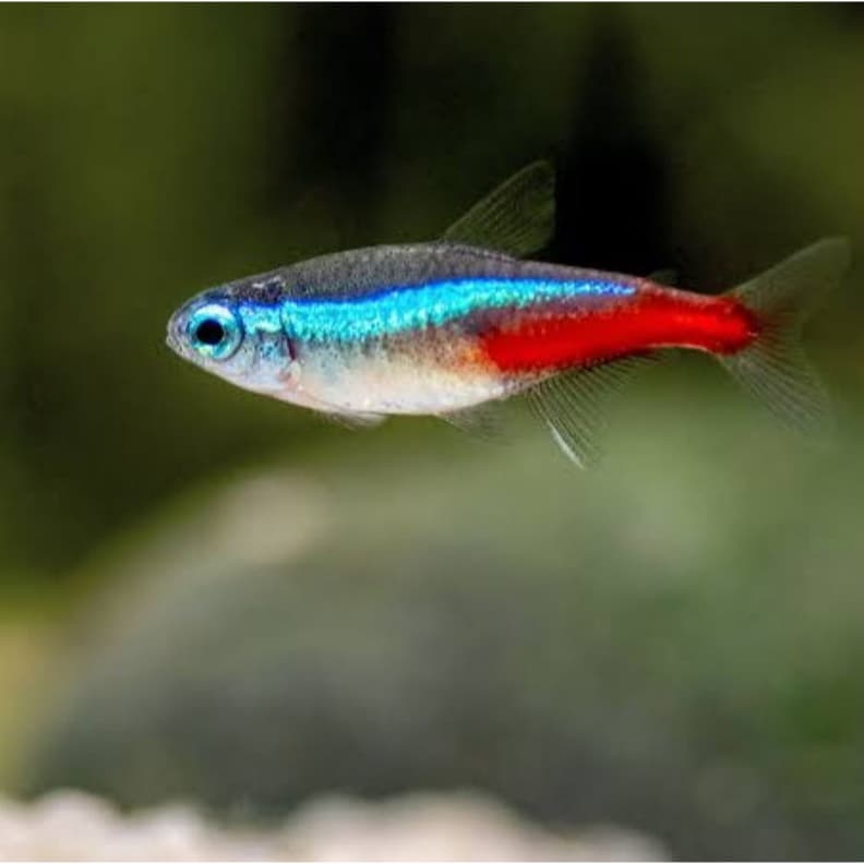 Tetra Neon Size S Ikan Hias Aquascape Aquarium — gambar 1