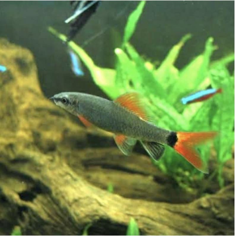 Redfin Shark Ikan Hias Aquarium Aquascape — gambar 1