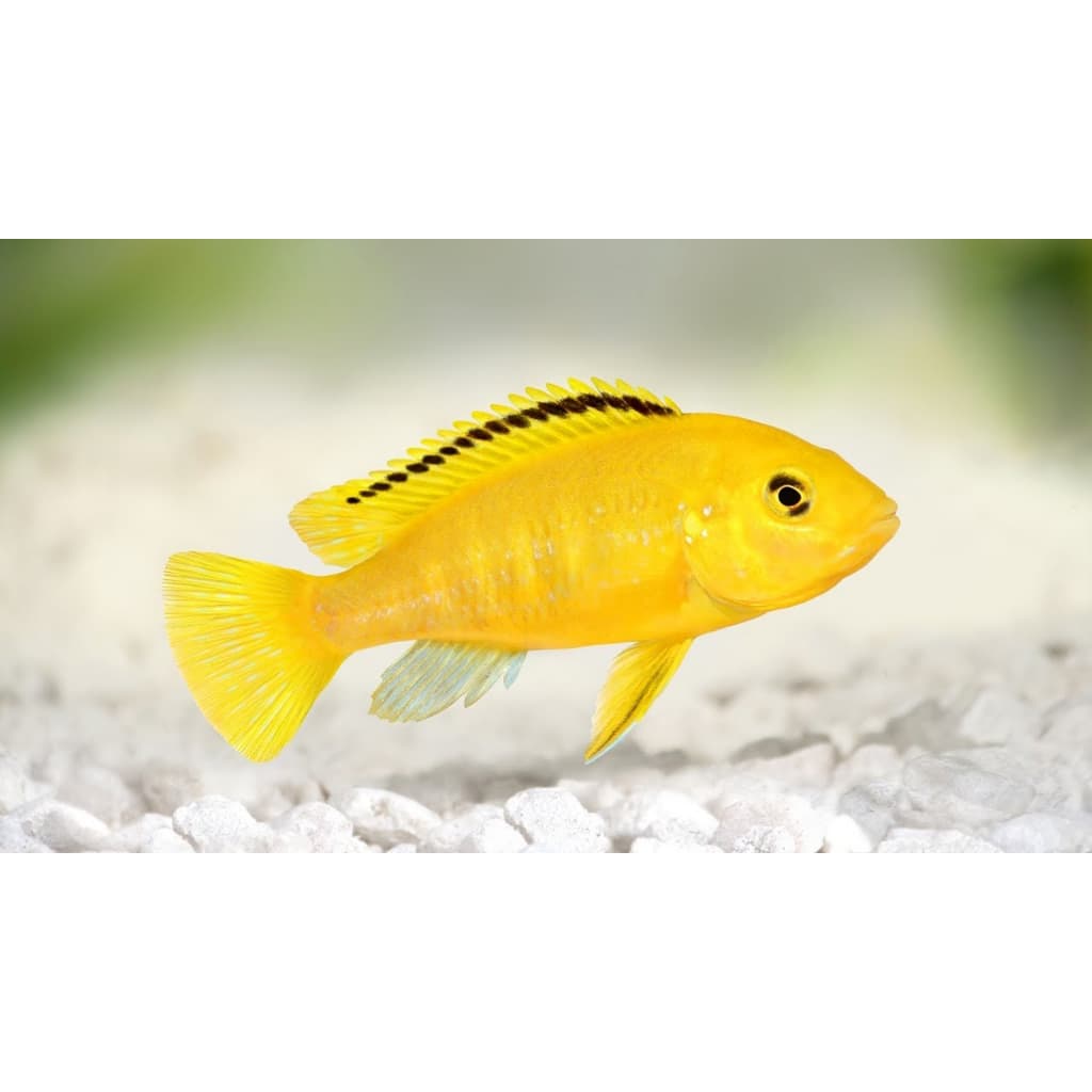Lemon Cichlid — gambar 1