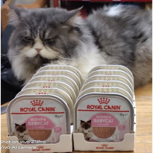 Royal Canin Mother & Baby Cat 100g Tray 1 Box isi 24pcs Wet Kucing — gambar 1