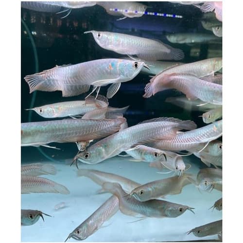 Arowana Silver — gambar 1