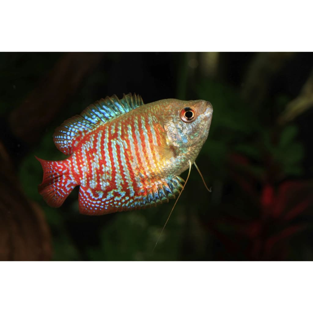 Dwarf Gourami — gambar 1