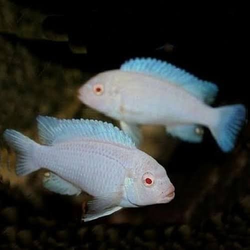 Snow White Cichlid Ikan Hias Aquarium — gambar 1