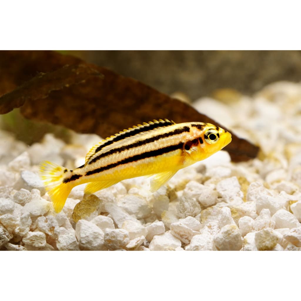 Ikan Hias Niasa Cichlid — gambar 1