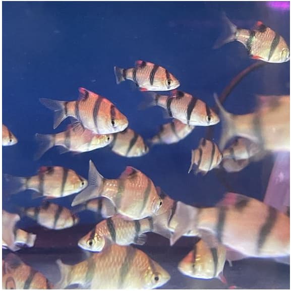 Tiger Barb Ikan Hias — gambar 1