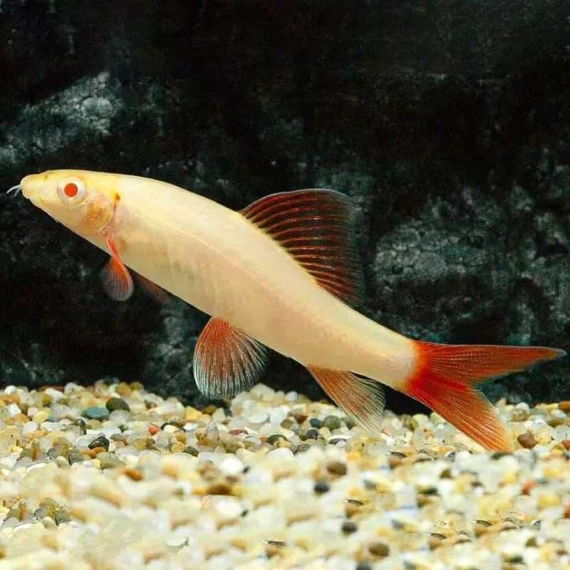 Redfin Shark Albino Ikan Hiasa Aquarium Aquascape — gambar 1