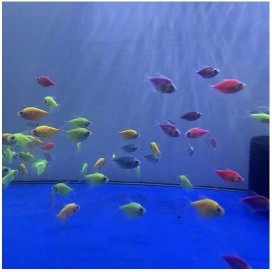 Tetra Ikan Hias Warna Warni — gambar 1