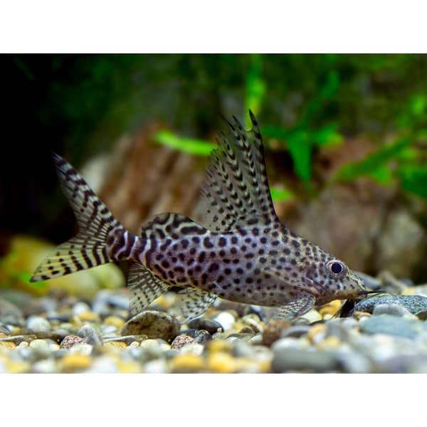 Synodontis Eupterus Catfish Ikan Hias Pembersih Aquarium — gambar 1