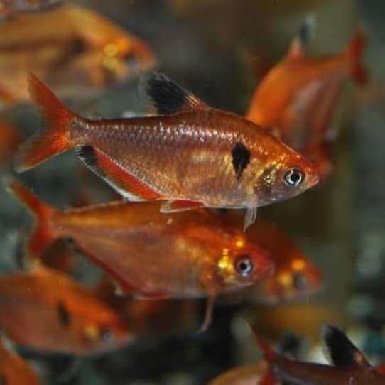 Tetra Serpae Ikan Hias Aquascape Aquarium — gambar 1