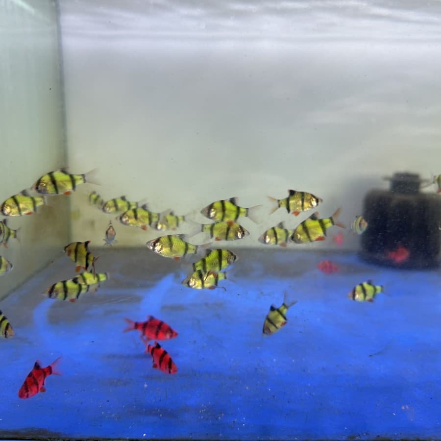 Tiger Barb Glow Sumatera — gambar 1