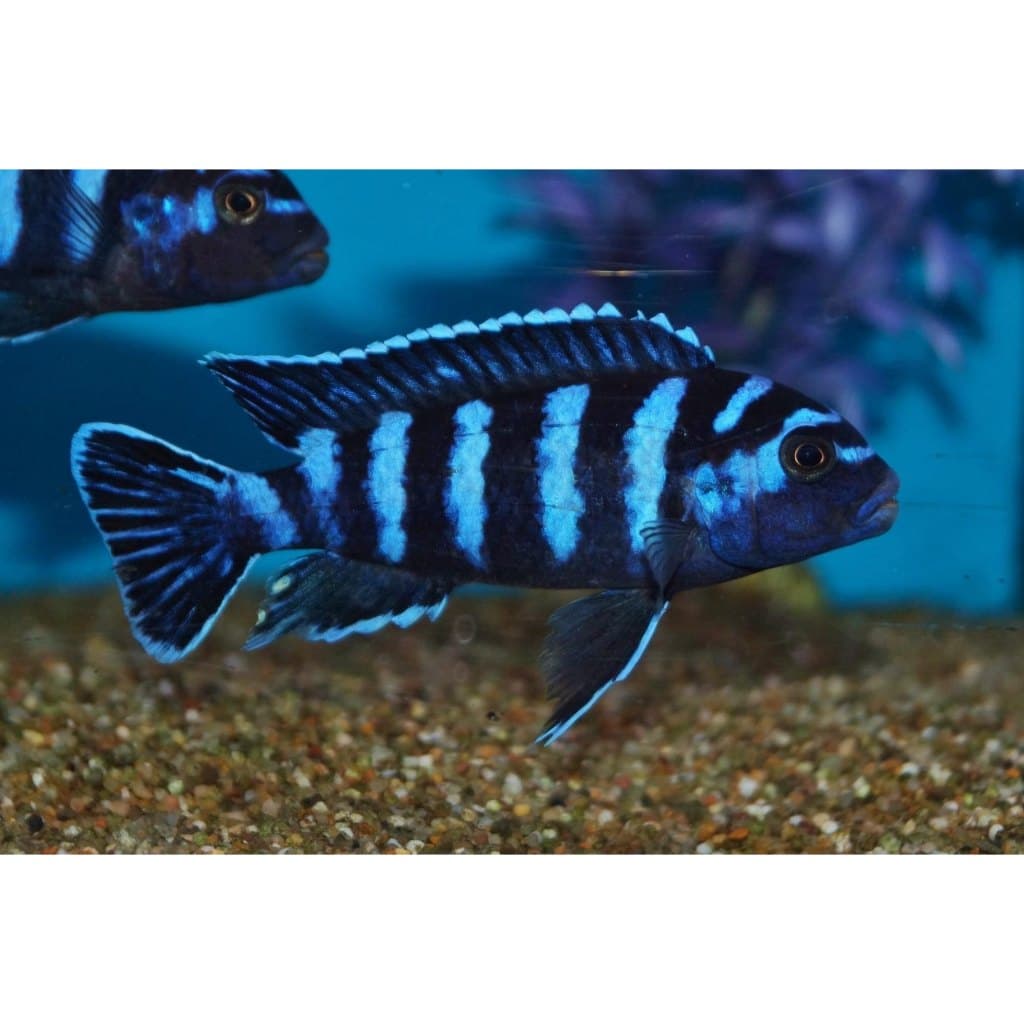 Demasoni Cichlid — gambar 1