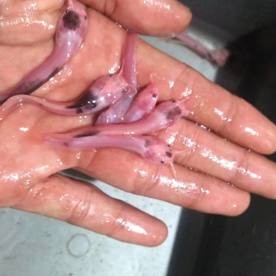 Lele Sapi Totol Belang Mini/Clarias Catfish — gambar 1