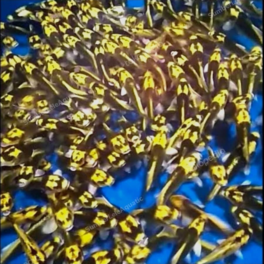 Koi Tumpai Kumpai — gambar 1