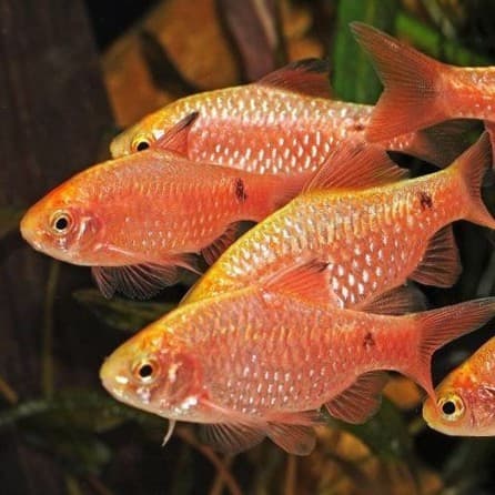 Rosy Barb/Barbir — gambar 1
