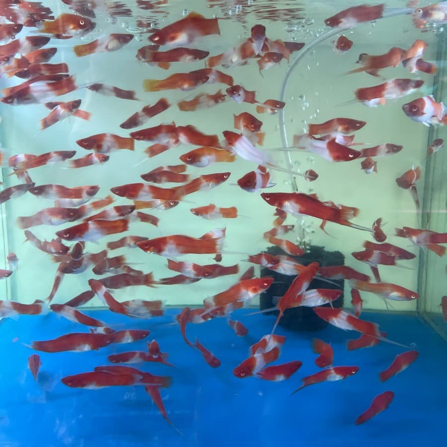 Platy Kohaku — gambar 1