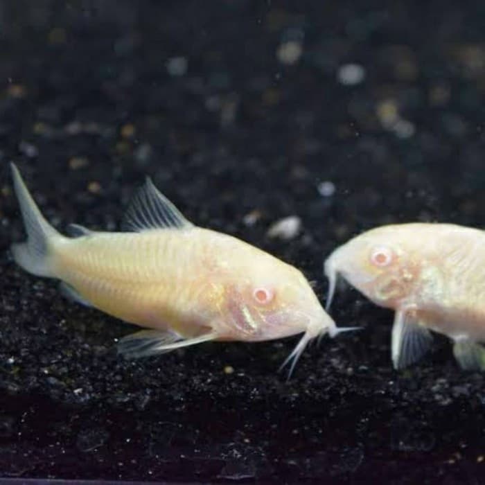 Corydoras Albino Ikan Hias Pembersih Aquascape Aquarium — gambar 1