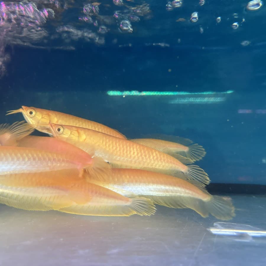 Arwana Silver Albino — gambar 1