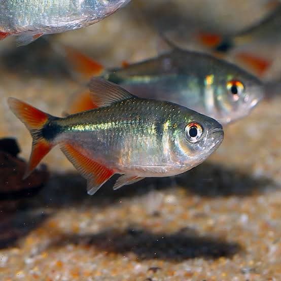 Tetra Buenos Aires Green Borneo — gambar 1