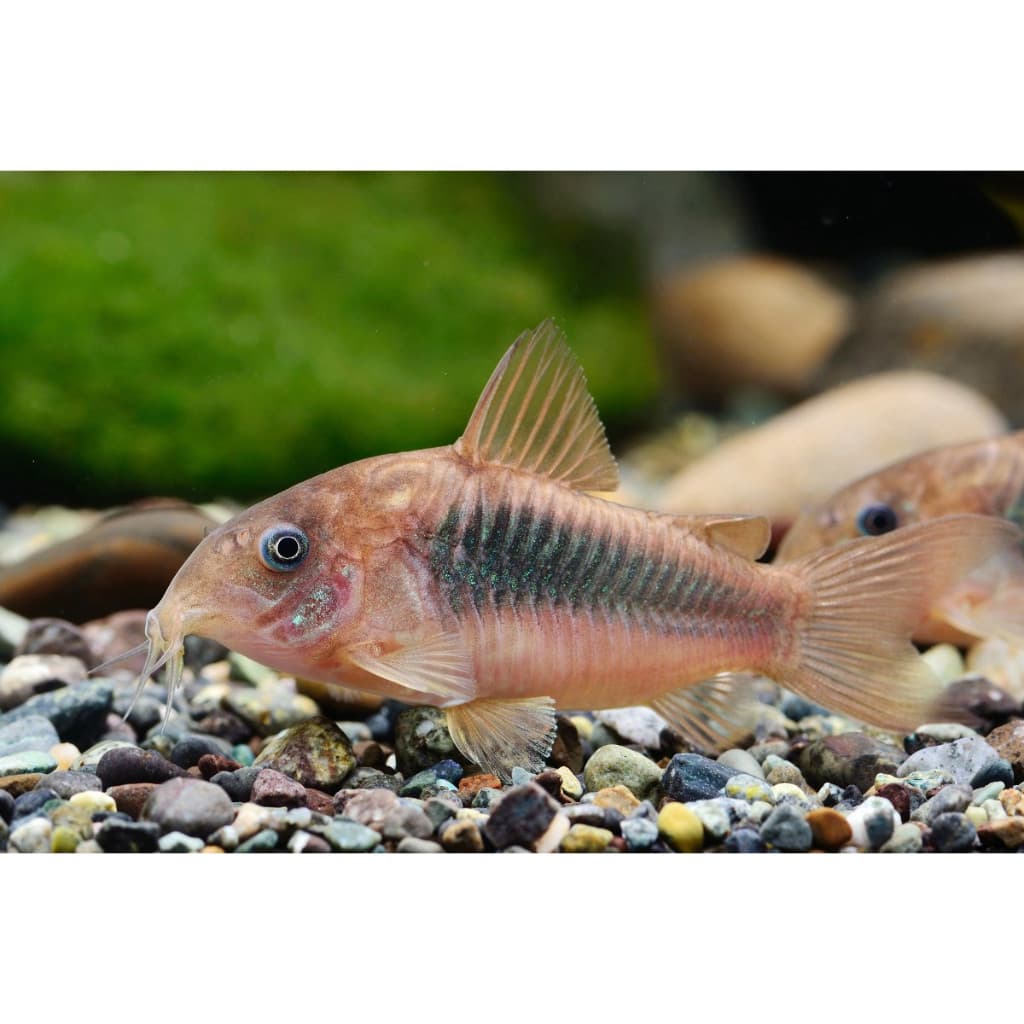 Corydoras Aeneus — gambar 1