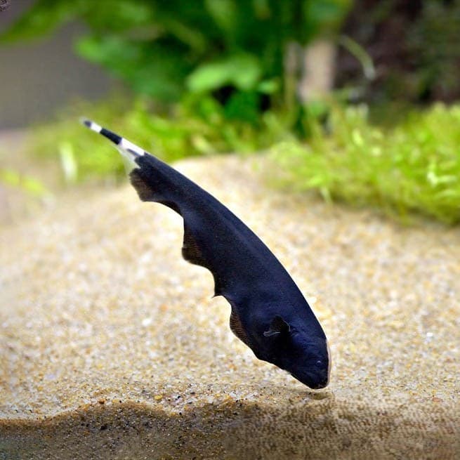 Black Ghost/Bulu Ayam — gambar 1