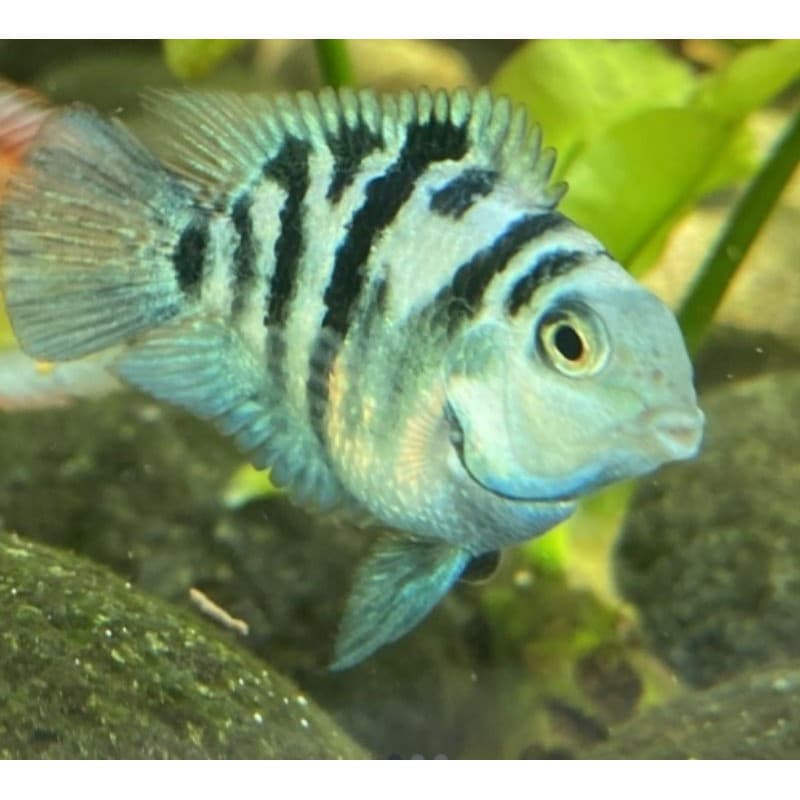 Blue Polar Cichlid — gambar 1