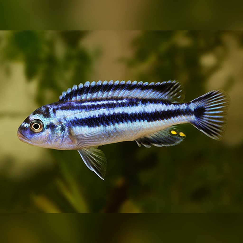 Blue Johanni Cichlid — gambar 1