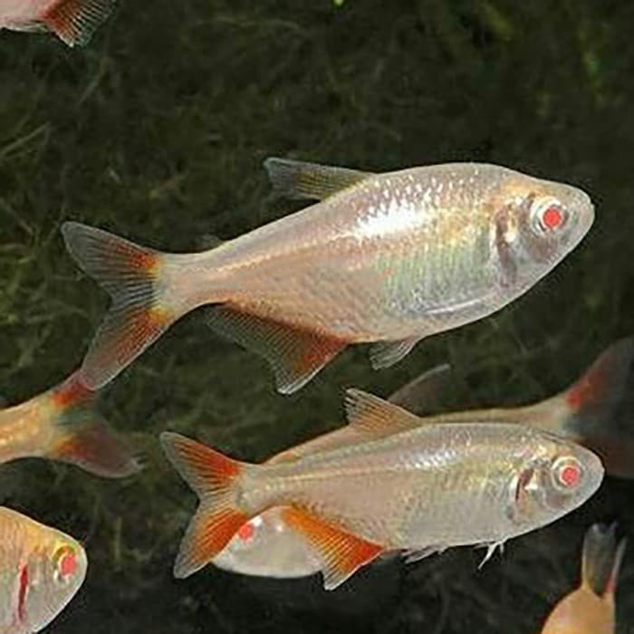Tetra Buenos Aires Albino Borneo Albino- Ikan Hias Aquascape Aquarium — gambar 1