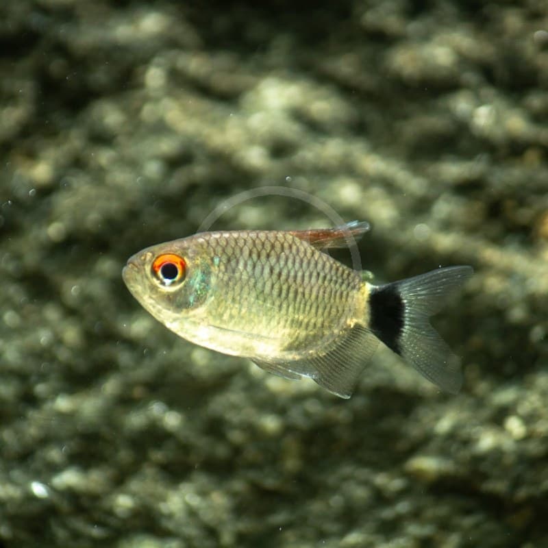 Tetra Red Eye Balon Moenkhausia — gambar 1