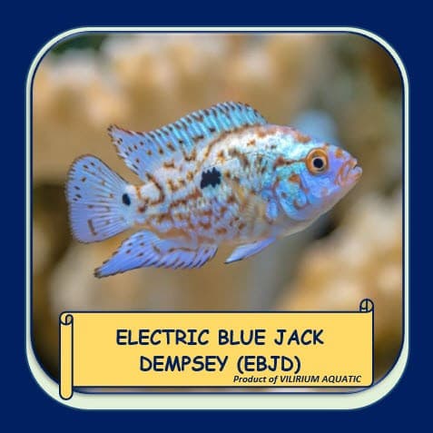 Electric Blue Jack Dempsey Ebjd Cichlid — gambar 1