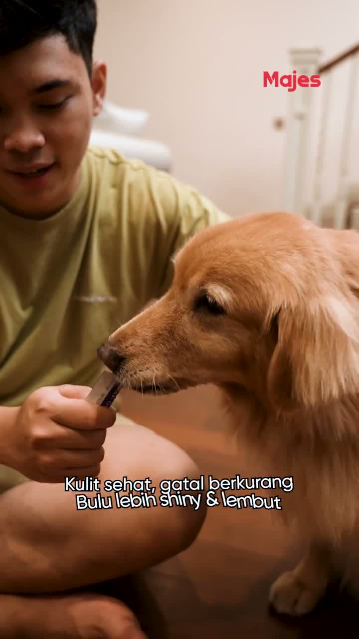 Majes Maxi Omega Oil 1 STRIP/SACHET 3ML Natural Fish Oil Pet Supplements - Minyak Ikan Premium untuk Kucing dan Anjing - video produk