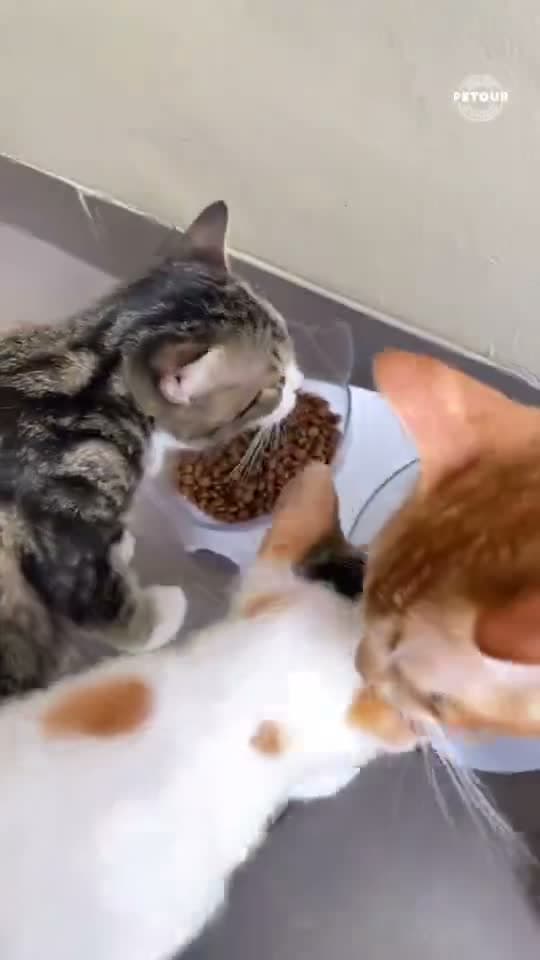 Mr. Vet G1 Tuna Grain Free 1KG All Life Stages Holistic Dry Cat Food - Makanan Kucing Kering MR.Vet Segala Usia 1 KG - video produk
