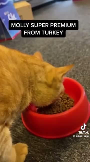 Molly Cat Food 2KG Super Premium Dry Food - Makanan Kucing Kering 2 KG Adult Kitten Chicken Salmon Lamb Urinary Mother Baby Hairball Indoor Sensitive Digestion - video produk