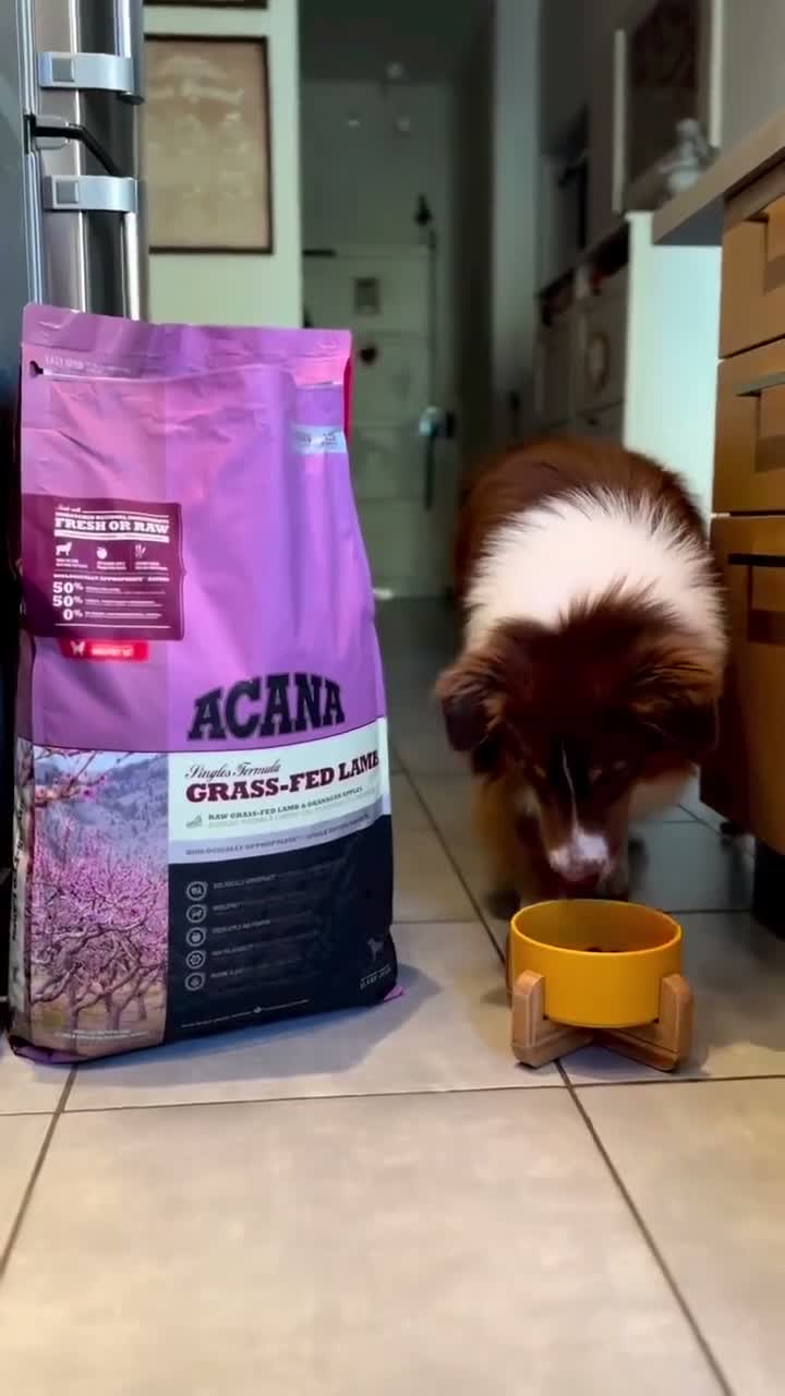 Acana Lamb Grass-Fed 2KG Super Premium Dry Dog Food Grain Free - Makanan Anjing Dewasa Kering Tinggi Nutrisi Single Animal Protein Healthy Digestion & Immune System 2 KG - video produk