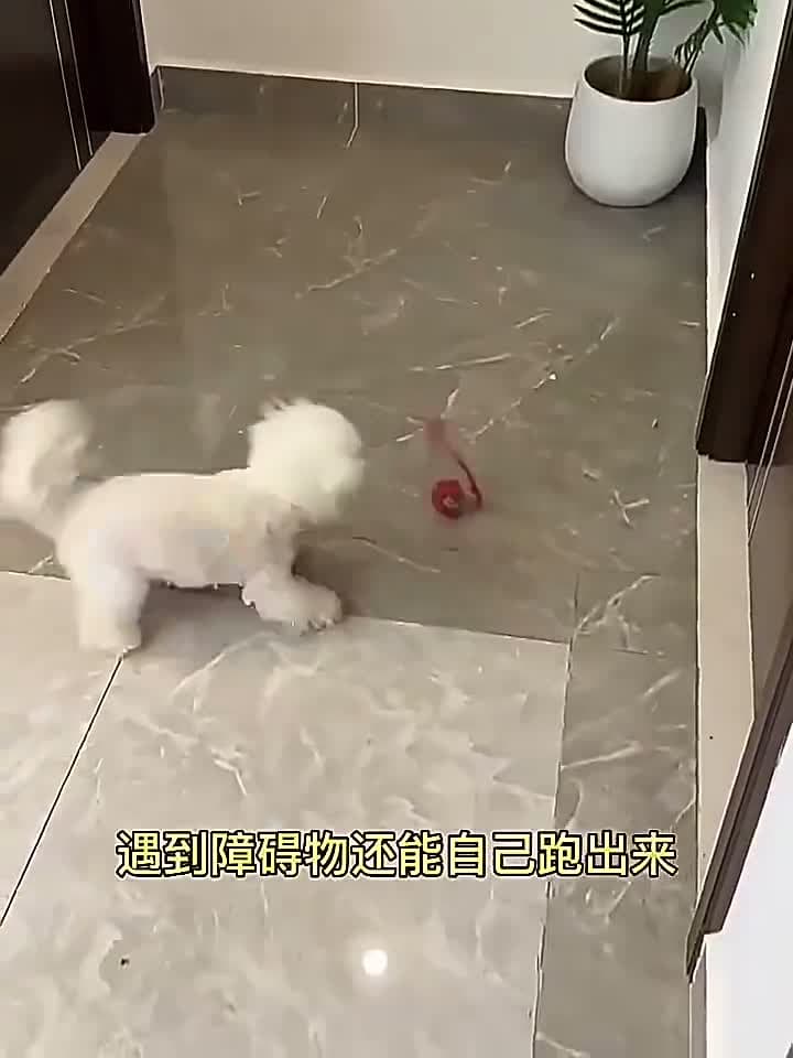 Pet Mainan Bola Listrik Berputar Otomatis / Gulir Cerdas Kucing Anjing Pintar Lucu Hewan Peliharaan Cat Dog Toy Automatic Roller Gulung TY 231 - video produk