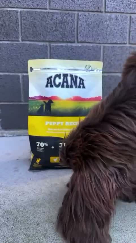 Acana Puppy Recipe 2KG Grain Free Super Premium Dry Dog Food High Protein - Makanan Anak Anjing Kering Tinggi Nutrisi dan Protein Sehat 2 KG Tumbuh Kuat Junior - video produk
