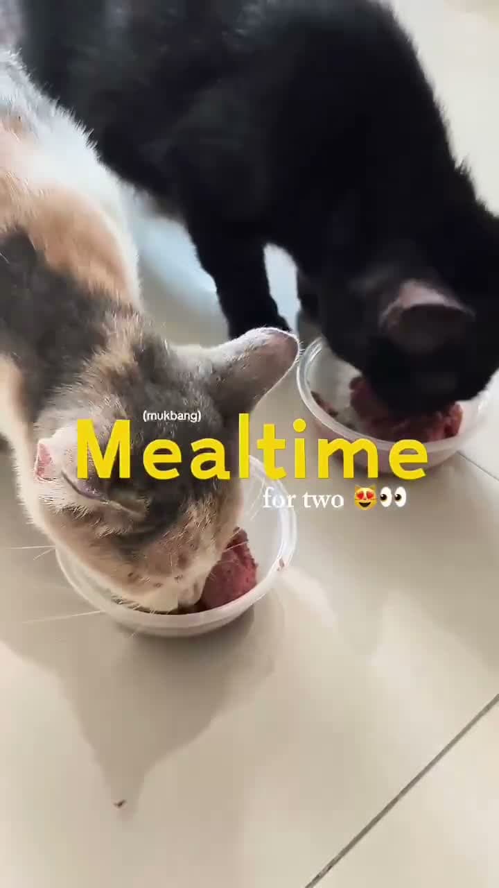 Super Cat GO! Kitten & Adult Wet Cat Food 400GR - Makanan Basah Kaleng Supercat GO Anak & Kucing Dewasa 400 GR - video produk