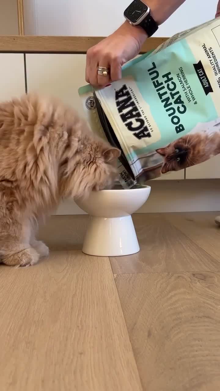 Acana Bountiful Catch Adult Cat Food 1.8KG Premium Dry Food - Salmon with Herring - Makanan Kucing Kering Dewasa 1.8 KG rasa ikan sehat bulu lebat - video produk